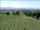Vines @ Marlborough, New Zealand
